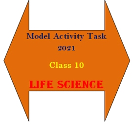 Class 10 Model Activity Task Life Science